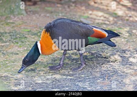 Un Shelduck australien mâle, Tadorna tadornoides Banque D'Images