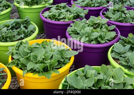 Assortiment de jardinières jaunes, vertes et violettes sur un banc de panneaux en bois avec le sol supérieur et les verts feuillus qui poussent d'eux. Tourné à London, Ontario, C Banque D'Images