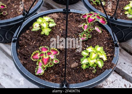 Assortiment de planteurs noirs sur un banc de panneaux en bois avec le sol supérieur et les petits succs en croissance. Tourné à London, Ontario, Canada, mars 2021. Banque D'Images