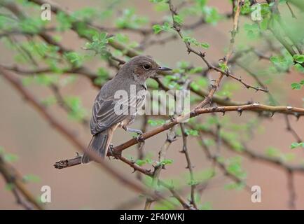 Chat à queue brune (Oenanthe scotocerca turkana) adulte perché dans le lac du Bush épineux Baringo, Kenya Novembre Banque D'Images