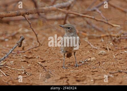 Chat à queue brune (Oenanthe scotocerca turkana) adulte au sol sous le lac de brousse Baringo, Kenya Novembre Banque D'Images