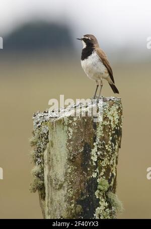 Wheatear à capuchon (Oenanthe pileata livingstonii) adulte sur le poste de clôture Kenya Octobre Banque D'Images