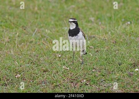 Wheatear à capuchon (Oenanthe pileata livingstonii) adulte dans le pâturage des hautes terres du Kenya Novembre Banque D'Images