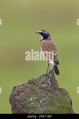 Wheatear à capuchon (Oenanthe pileata livingstonii) adulte debout sur la roche du Kenya Novembre Banque D'Images