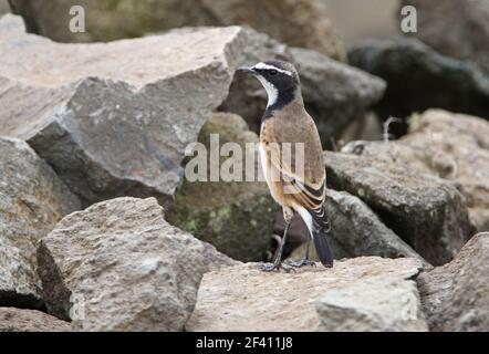 Wheatear à capuchon (Oenanthe pileata livingstonii) adulte debout sur des rochers Kenya Novembre Banque D'Images