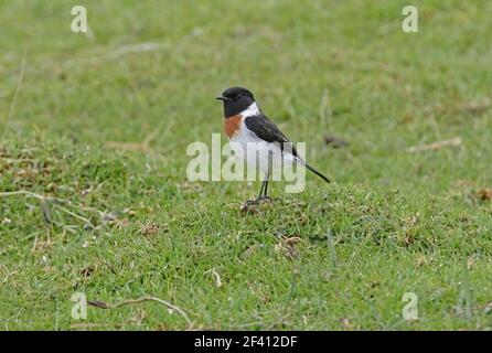 Standard (Saxicola torquata axillaris) Homme adulte debout dans un champ humide Kenya Octobre Banque D'Images