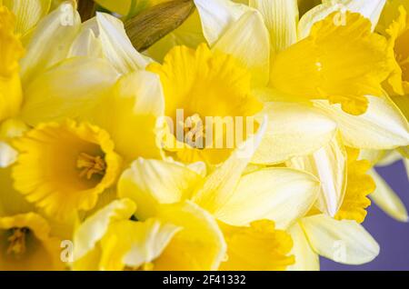 Vue rapprochée des fleurs de jonquilles jaunes vibrantes. Banque D'Images