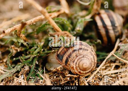 Quelques escargots de jardin rampant dans l'herbe. Deux escargots de jardin rampant dans l'herbe Banque D'Images