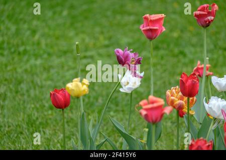 Tulipes colorées jaune, blanche, rouge et rose avec espace de copie sur l'herbe verte. Tulipes jaunes, blanches, rouges et roses avec espace de copie sur l'herbe verte Banque D'Images