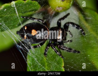 Spider de saut en gras dans une toile sur le feuillage de l'arbre, macro de vue dorsale (Phidippus audax). Banque D'Images