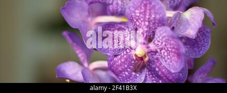 Détail de la fleur de la plante violette d'orchidée vanda, une plante très printanière. Banque D'Images