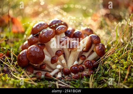 Armillaria champignons de miel agarique dans une forêt de soleil sous la pluie. Les champignons du miel sont considérés en Ukraine, en Russie, en Pologne, en Allemagne et dans d'autres pays européens comme l'un des meilleurs champignons sauvages. Banque D'Images