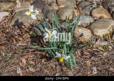 En regardant vers le bas un trio de blanc avec centre jaune jonquilles entièrement ouvert dans un jardin sur un ensoleillé au début du printemps Banque D'Images