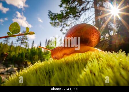 Lentement l'Escargot rampant sur super macro close-up Banque D'Images