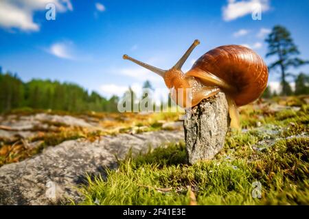 Lentement l'Escargot rampant sur super macro close-up Banque D'Images