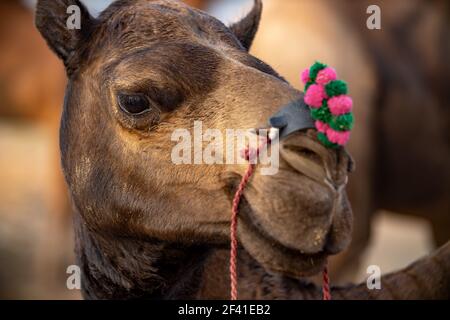 Camels à la Foire de Pushkar, également appelé la Foire de Camel de Pushkar ou localement comme Kartik Mela est une foire annuelle de l'élevage de plusieurs jours et culturel tenue dans la ville de Pushkar Rajasthan, en Inde. Banque D'Images