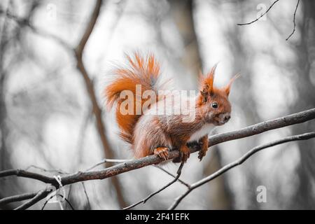 écureuil roux sur un arbre dans un environnement gris Banque D'Images