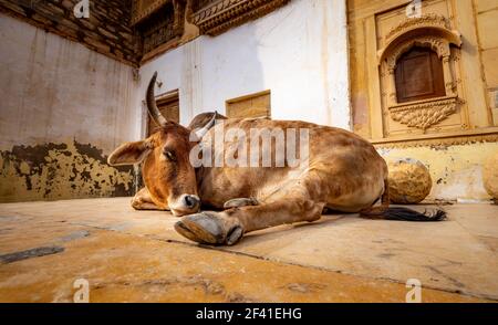 Vache sur rue en Inde. Constitution de l'Inde exige la protection des vaches. Le Rajasthan, Inde. Banque D'Images