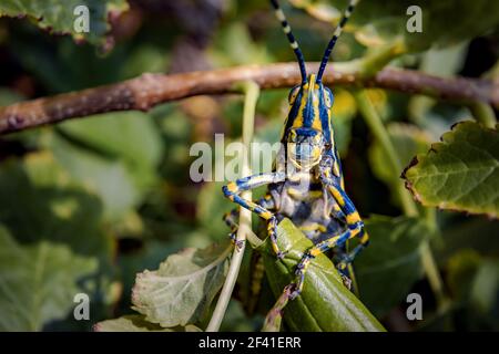 Aularches miliaris est une espèce de sauterelle monotypique du genre Aularches. L'insecte a été appelé par une variété de noms, y compris le criquet de café, la sauterelle fantôme, la sauterelle tachetée du nord. Banque D'Images