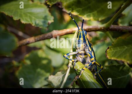 Aularches miliaris est une espèce de sauterelle monotypique du genre Aularches. L'insecte a été appelé par une variété de noms, y compris le criquet de café, la sauterelle fantôme, la sauterelle tachetée du nord. Banque D'Images