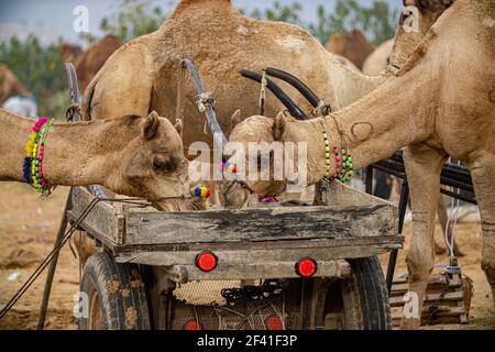 Camels à la Foire de Pushkar, également appelé la Foire de Camel de Pushkar ou localement comme Kartik Mela est une foire annuelle de l'élevage de plusieurs jours et culturel tenue dans la ville de Pushkar Rajasthan, en Inde. Banque D'Images