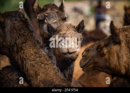 Camels à la Foire de Pushkar, également appelé la Foire de Camel de Pushkar ou localement comme Kartik Mela est une foire annuelle de l'élevage de plusieurs jours et culturel tenue dans la ville de Pushkar Rajasthan, en Inde. Banque D'Images