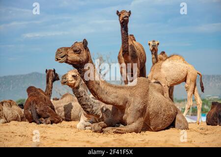 Camels à la Foire de Pushkar, également appelé la Foire de Camel de Pushkar ou localement comme Kartik Mela est une foire annuelle de l'élevage de plusieurs jours et culturel tenue dans la ville de Pushkar Rajasthan, en Inde. Banque D'Images