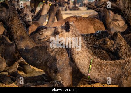 Camels à la Foire de Pushkar, également appelé la Foire de Camel de Pushkar ou localement comme Kartik Mela est une foire annuelle de l'élevage de plusieurs jours et culturel tenue dans la ville de Pushkar Rajasthan, en Inde. Banque D'Images