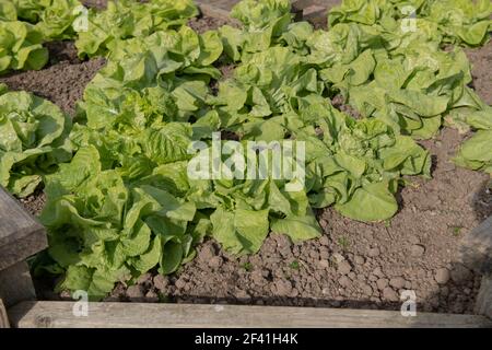 Laitue d'hiver biologique d'origine « Arctic King » (Lactuca sativa) Croissant dans un lit en bois levé sur un allotement dans Un jardin de légumes Banque D'Images