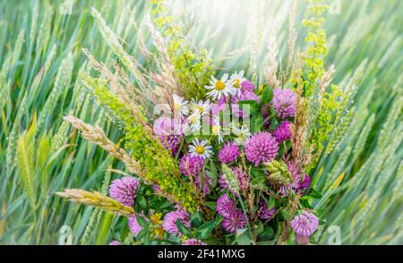 bouquet de fleurs sauvages avec fleurs de trèfle, camomille et pointes. Épis verts lumineux flous de blé sur fond avec bokeh léger et faible profondeur Banque D'Images