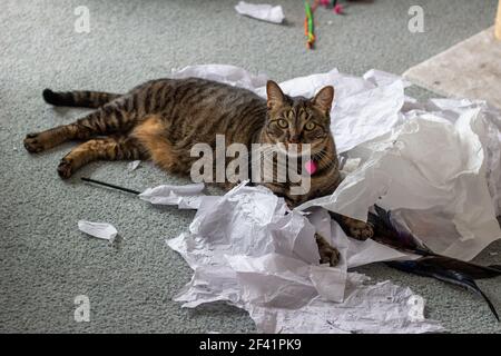 Gros plan d'un chat tabby rayé gris jouant avec un tas de papier de soie déchiré sur un sol recouvert de moquette, et regardant l'appareil photo Banque D'Images