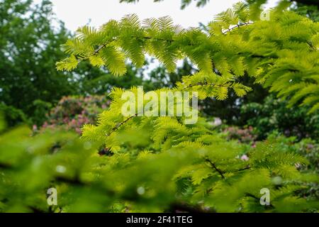 Les feuilles brillantes d'un séquoias de l'Aube dorée (Metasequoia glyptostroboides), variété 'Goldrush', Angleterre, Royaume-Uni Banque D'Images