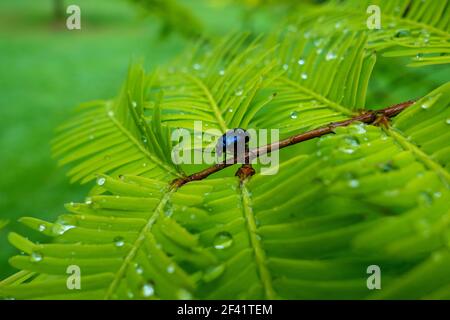 Blue Mint Beetle (Chrysolina coerulans) sur les feuilles d'un arbre Metasequoia glyptostroboides 'Goldrush', Tatton Park, Cheshire, Angleterre, Royaume-Uni Banque D'Images