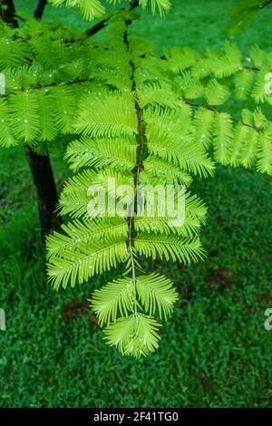 Les feuilles brillantes d'un séquoias de l'Aube dorée (Metasequoia glyptostroboides), variété 'Goldrush', Angleterre, Royaume-Uni Banque D'Images