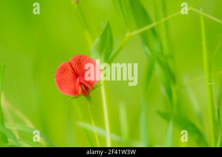 Détail de la fleur rouge du pois ailé (Tetragonolobus purpureus) dans la prairie Banque D'Images