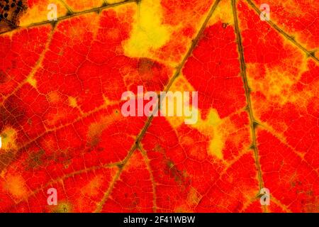 Gros plan sur une feuilles présentant des couleurs de l'automne, de sorte que la lumière vient à travers rétroéclairé leaf Banque D'Images