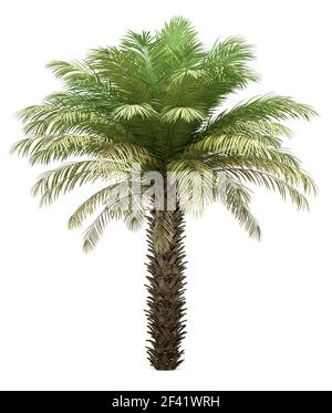 Date palm tree isolé sur fond blanc. 3d illustration Banque D'Images