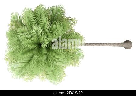 Coconut palm tree isolé sur fond blanc. vue d'en haut. 3d illustration Banque D'Images