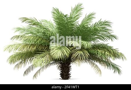 Date palm tree isolé sur fond blanc. 3d illustration Banque D'Images