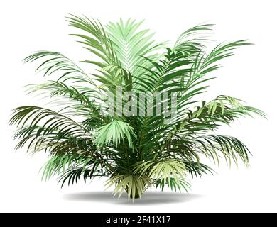 Golden palm tree canne isolé sur fond blanc. 3d illustration Banque D'Images