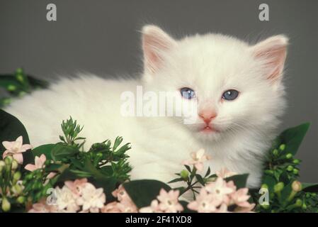 Chaton blanc avec fleurs, fond gris sans couture, film de 35 mm, fond gris sans couture, film de 35 mm Banque D'Images