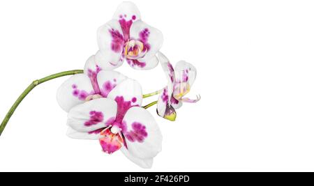 Phalaenopsis d'orchidée exotique en fleurs, cultivar Tak Cimberley, sur fond blanc isolé. Belles fleurs tropicales avec des taches roses pourpres Banque D'Images