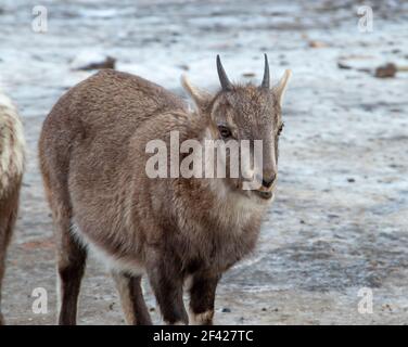 Jeune homme alpin Ibex Banque D'Images