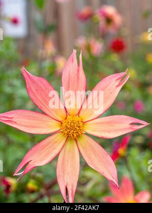 image macro des pétales de fleurs de dahlia rose orange et jaune Banque D'Images