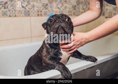 Bulldog français au salon de coiffure avec bain Banque D'Images