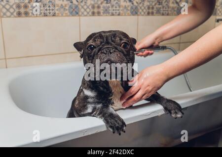 Bulldog français au salon de coiffure avec bain Banque D'Images