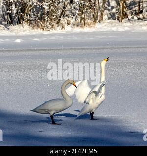 Whooper balanne sur la glace dans un lac partiellement gelé Dans l'ouest de la Norvège Banque D'Images