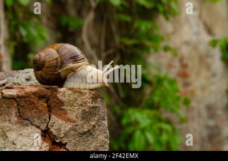 Escargot sur les briques d'un bâtiment. L'escargot sur la falaise semble bien loin. Le concept de l'inéluctabilité, de la difficulté de choix, de l'insurrection Banque D'Images