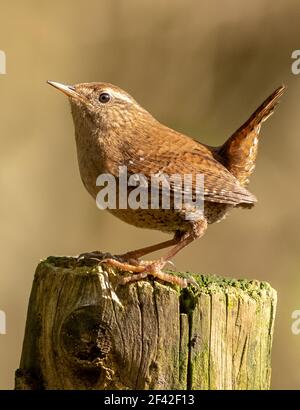 Jenny Wren Banque D'Images