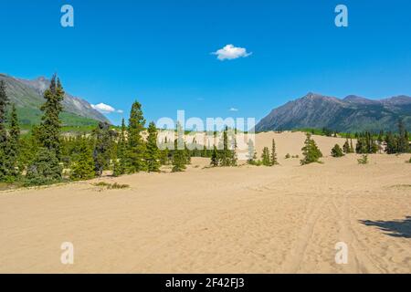 Canada, Yukon, désert de Carcross, dunes Banque D'Images